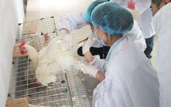 種雞場公雞人工采精技巧