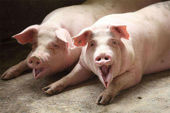 這一輪豬價暴跌對養豬人或許是好事