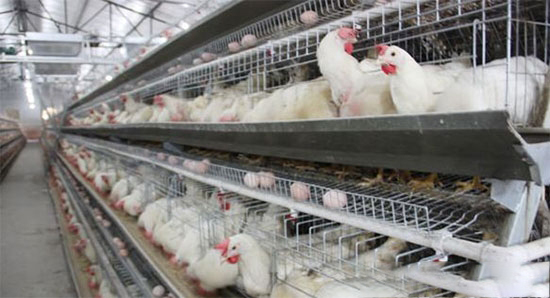 蛋雞預産期飼料使用要點