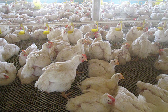 哪些原因會引起呼吸道的感染?