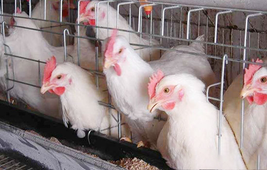 養肉雞怎樣做到适時出欄