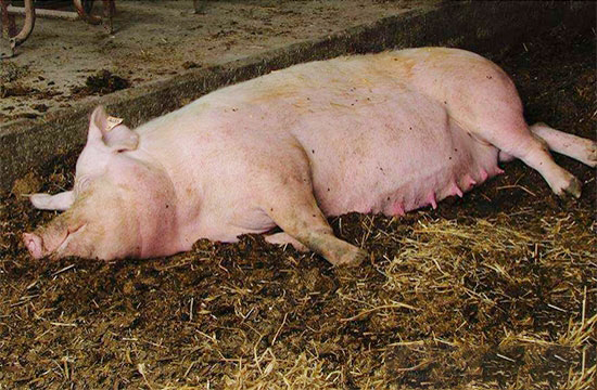 養豬場妊娠母豬便秘怎麼辦？