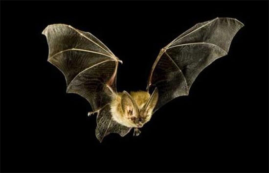 緻命豬病毒“禍起”蝙蝠