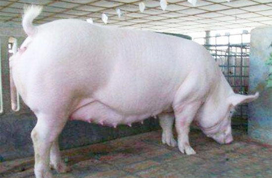 重複配種、雙重配種啥區别?