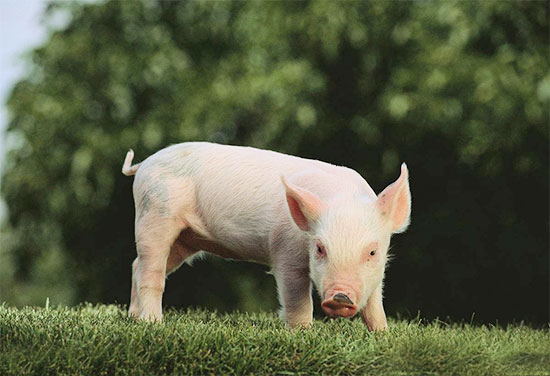 不同季節養豬的注意事項