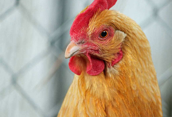 怎樣做好後備雞群的限制性飼喂