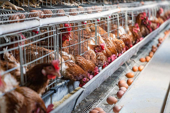 選購優良蛋雞品種抓八點