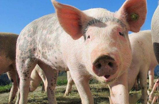 豬群互咬症狀的預防措施