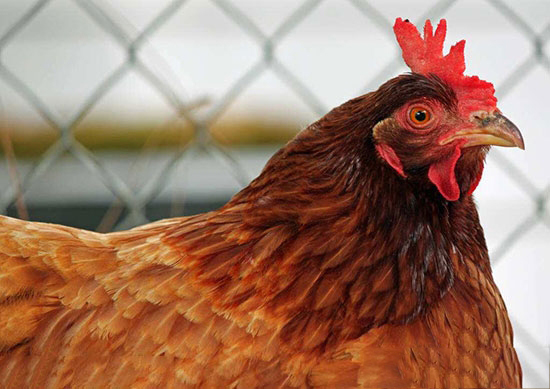 蛋雞休産期間如何做好安全防護