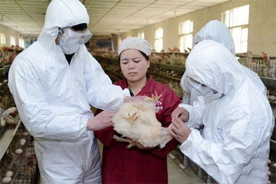 農業部要求加強家禽H7N9流感防治工作