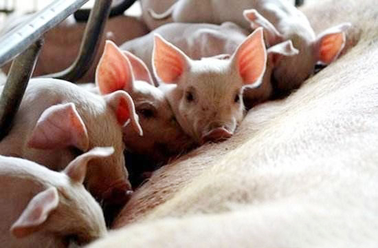 養豬注意幾個關鍵的三天