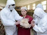 農業部要求加強家禽H7N9流感防治工作