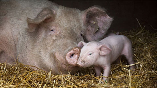 豬價如此低迷，養豬人能怎麼做