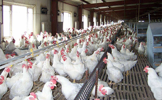 規模雞場環境淨化存在的不足和改建措施