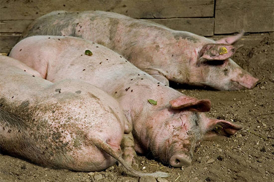 母豬有了寄生蟲病怎麼辦?