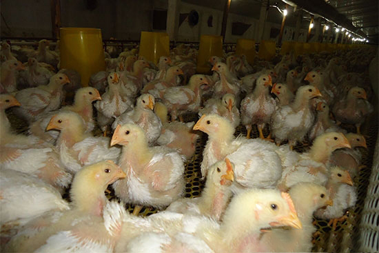 養殖肉雞要抓好哪幾個環節