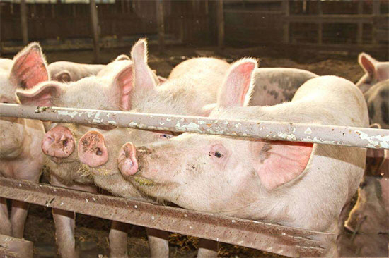 面對如此的豬市行情你選擇哪種養豬模式？