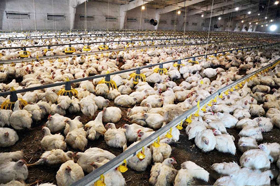 商品肉雞各個周齡的飼養管理要點