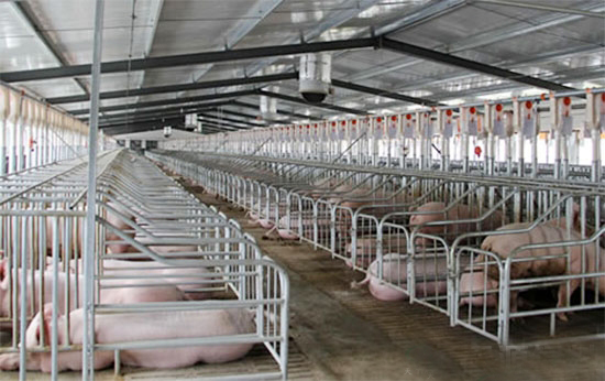 養豬場豬舍環境控制技巧
