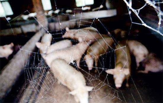 養豬虧損，生豬價格何時才能見底？