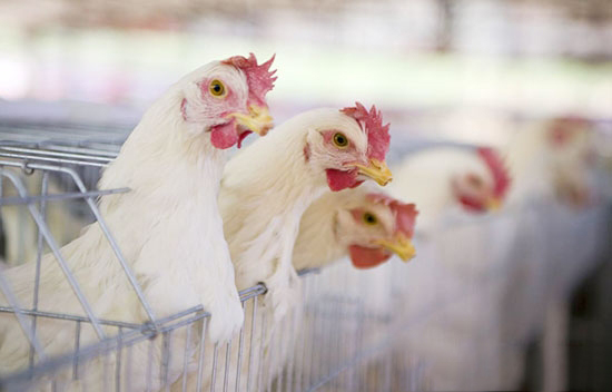 蛋種雞育成期的飼養管理