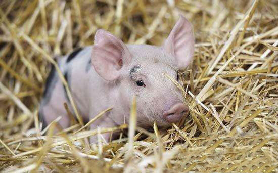 仔豬紅痢診斷與防治