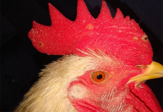 真菌感染易患雞冠癬病