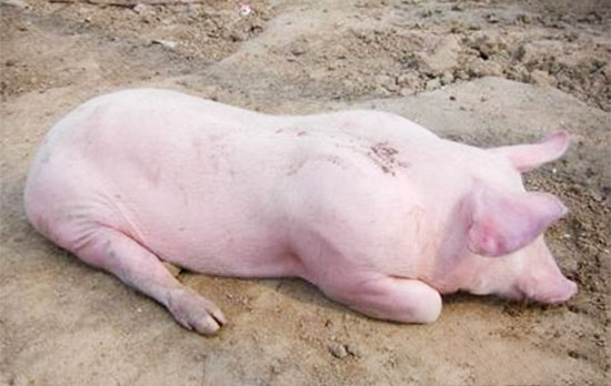 豬頑固性便秘診療技術