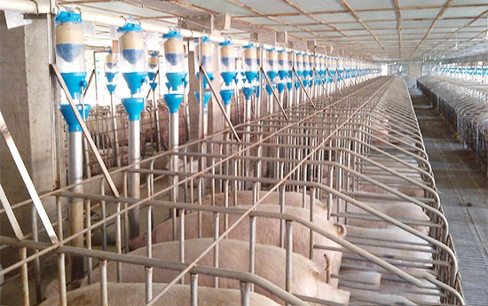 青黴素、阿莫西林、頭孢在豬場中的作用