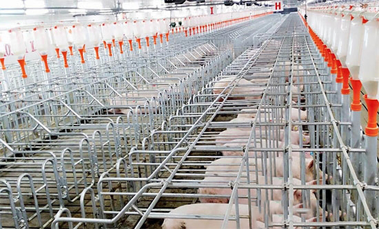 規模化養豬場大肆擴張，生豬供應處于嚴重供大于求的狀态