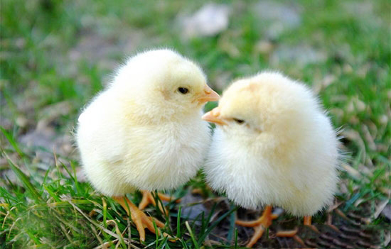 春末夏初雛雞養育技巧