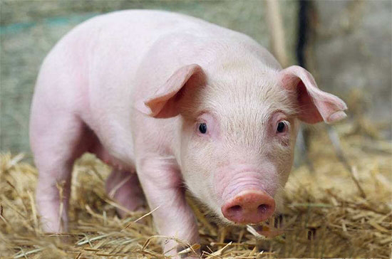 仔豬腹壁疝氣的診治及護理