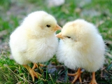 春末夏初雛雞養育技巧