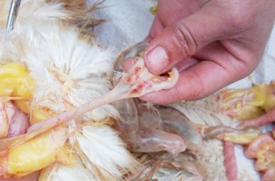 治療雞病應該遵循的五個原則