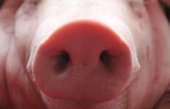 豬鼻炎的治療方法