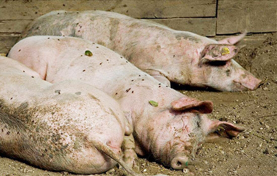 今年養豬還能賺錢嗎?這幾個因素很關鍵