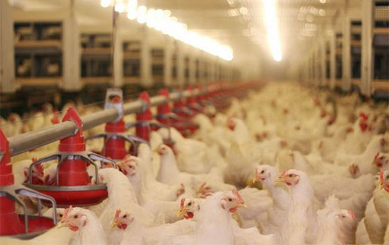 雞呼吸道疾病的聲音信号及病因分析