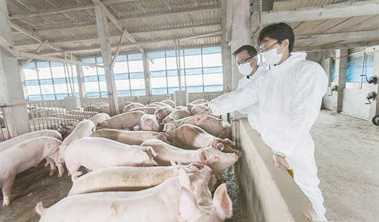 十二種二類豬疫病防治技術