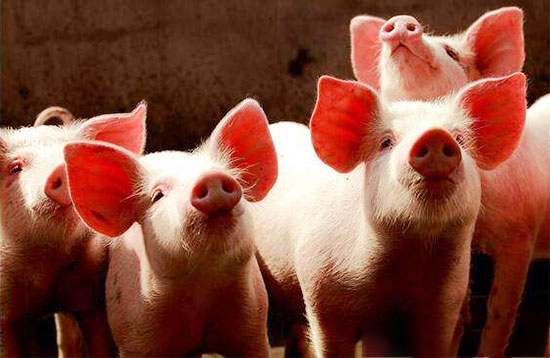 生豬快速育肥需要哪些環境條件