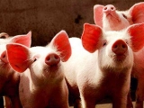 生豬快速育肥需要哪些環境條件
