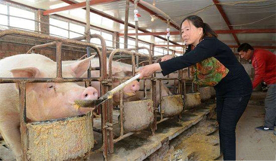 8項養豬補貼散戶也有福利
