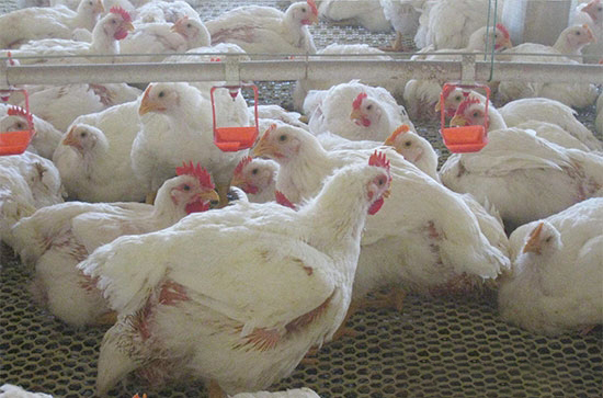 改善小環境提高肉雞養殖效益