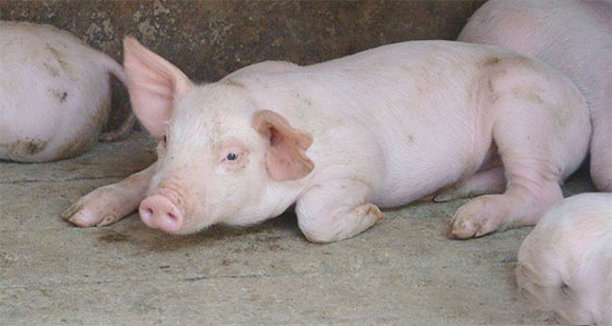 引起豬嘔吐常見的疾病分析