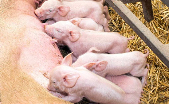 防治并重應對仔豬下痢