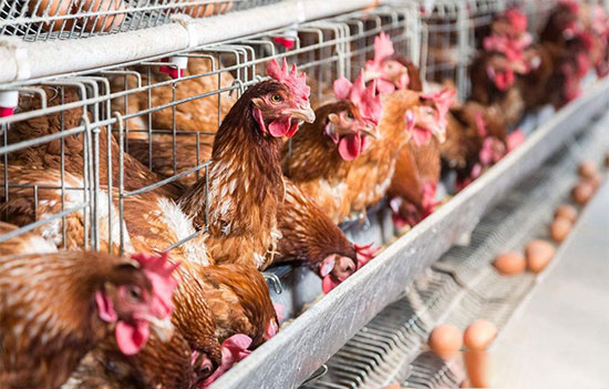 啄癖症的防治措施