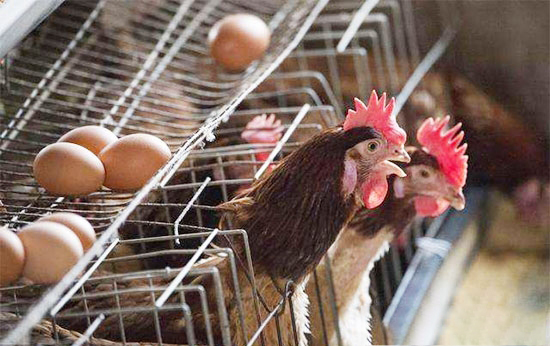 未來主宰中國雞蛋市場的還是中小散戶