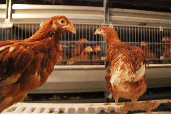 小心:紅糞竟是偷走蛋雞利潤的黑手!
