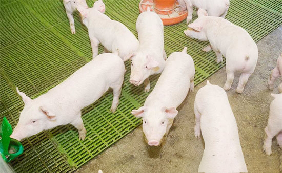 一招破解小豬拉稀