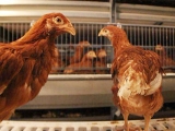 小心：紅糞竟是偷走蛋雞利潤的黑手！