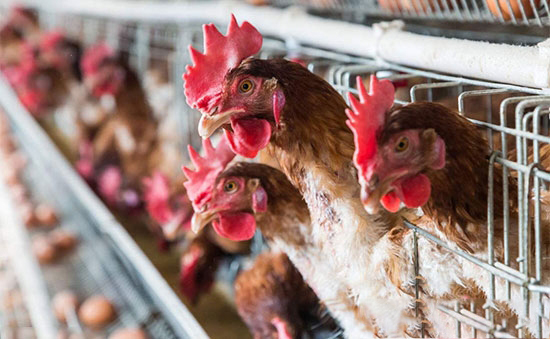 蛋雞養殖飼料不容忽視